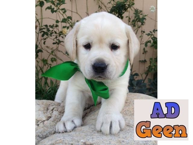 used Khwabeeda Dreamy Pets Labra Pups For Sale Male Female Both Are Available Here for sale 